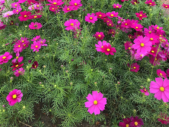 贵阳鲜花绿植店-写字楼室外绿化设计